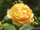 Golden Celebration® Golden Celebration®
