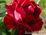 Red Intuition Red Intuition