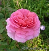 Princess Alexandra of Kent Princess Alexandra of Kent