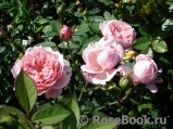 The Alnwick Rose The Alnwick Rose