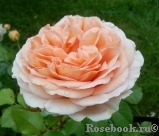 English Garden® English Garden®