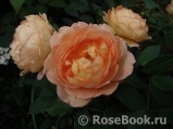Lady of Shalott Lady of Shalott
