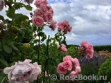 Home & Garden