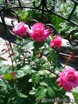 Vin Rose Vin Rose