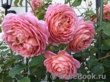 Jubilee Celebration® Jubilee Celebration®