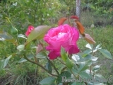 Rose Gaujard Rose Gaujard