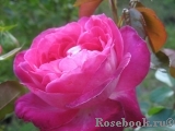 Rose Gaujard Rose Gaujard