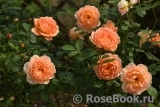 Lady of Shalott Lady of Shalott