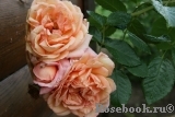 Barock Barock