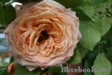 Barock Barock