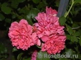 Rosarium Uetersen Rosarium Uetersen