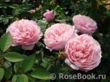 The Alnwick Rose The Alnwick Rose