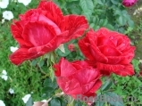 Red Intuition Red Intuition