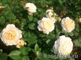 Crocus Rose® Crocus Rose®