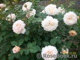 Crocus Rose® Crocus Rose®