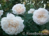 Crocus Rose® Crocus Rose®