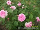 Cottage Rose Cottage Rose