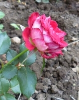 Starlet®-Rose Carmen®