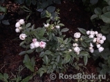 Witte Koster Witte Koster