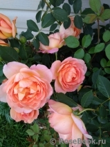 Lady of Shalott Lady of Shalott