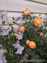 Lady of Shalott Lady of Shalott