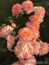 Augusta Luise Augusta Luise