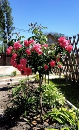 Rosarium Uetersen Rosarium Uetersen