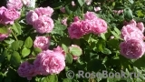 Mary Rose Mary Rose