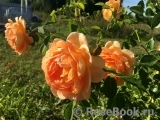 Lady of Shalott Lady of Shalott