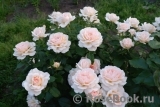 Chandos Beauty Chandos Beauty