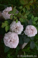 Claire Rose Claire Rose