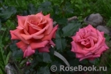 Rhosyn Margaret Williams Rhosyn Margaret Williams
