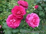 Johann Wolfgang von Goethe Rose® Johann Wolfgang von Goethe Rose®