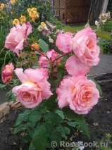 Augusta Luise Augusta Luise