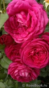 Johann Wolfgang von Goethe Rose® Johann Wolfgang von Goethe Rose®