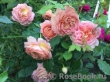 Jubilee Celebration® Jubilee Celebration®