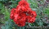 Roter Korsar Roter Korsar
