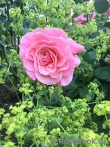 Tickled Pink Tickled Pink