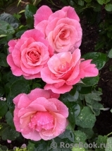 Tickled Pink Tickled Pink