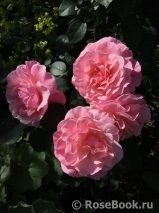 Tickled Pink Tickled Pink
