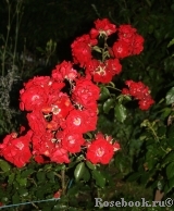 Roter Korsar Roter Korsar