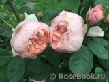 The Alnwick Rose The Alnwick Rose