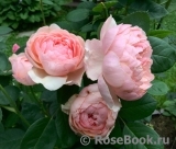 The Alnwick Rose The Alnwick Rose