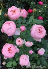 The Alnwick Rose The Alnwick Rose