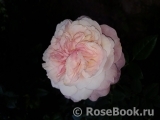 Constance Constance