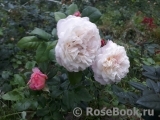 Constance Constance