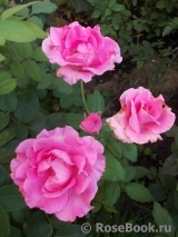 McCartney Rose, The McCartney Rose, The