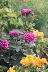 Heidi Klum Rose Heidi Klum Rose