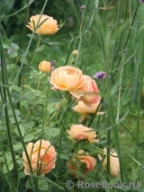 Lady of Shalott Lady of Shalott