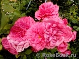 Rosarium Uetersen Rosarium Uetersen